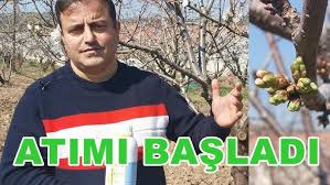 Agac Bakimindaki Gelismeler Agac Gubreleme Youtube
