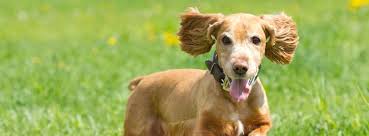 Image result for scabies dogs detail