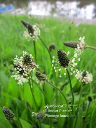 Image result for Plantago