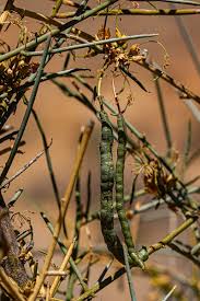 Image result for Cadaba aphylla