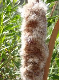 Image result for Typha capensis