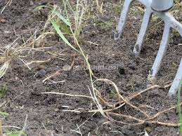 cette herbe sauvage tres envahissante peut etouffer progressivement les autres plantes du jardin commen chiendent terrarium pour plantes grasses plante jardin