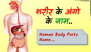Hair, head, nape, neck, shoulder blade, arm , back, elbow, waist, trunk. Body Part Name In Hindi English à¤¸à¤° à¤° à¤• à¤… à¤— à¤• à¤¨ à¤® Name Of Body Part