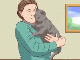 How to catch a wild cat. 3 Ways To Catch A Stray Cat Wikihow