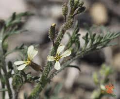 Image result for Carrichtera annua