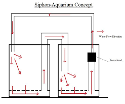 Diy aquapros will not be held responsible for any personal injury or property damage resulting from any of our projects or instructions. Moa S Siphon Aquarium Experiment Moa S How Many Fish Stocking Freshwater Aquariums