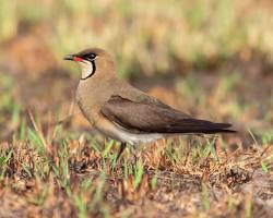 The Oriental Pratincole standing in a grassy field