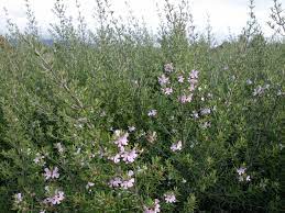 It arose in cultivation at wynyabbie nursery, jindalee, queensland. Westringia Fruticosa Wynyabbie Gem Sloat Garden Center
