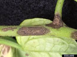 Image result for tomato seedling early blight