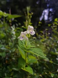 Image result for Asystasia sp. (Biegel 5184)