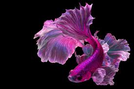 Chinese betta fish december 23, 2020. Pink Betta Fish A Spectacular Lively And Bright Breed