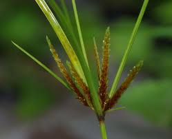 Image result for Cyperus amabilis