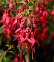 Wildflower Fuchsia Irish Wild Flora Wildflowers Of Ireland Fuchsia Garden Ballerina Flower Fuchsia