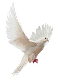 15 Doves Flying Png For Free Download On Ya Webdesign Dove Pictures Dove Images White Doves