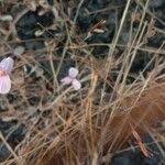 Image result for Canscora diffusa