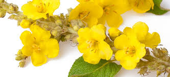 Technically you can make tea out of any flower or plant really. Mullein Health Benefits Uses And How To Make The Tea Dr Axe