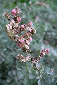 Image result for Atriplex halimus