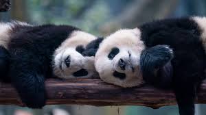 Image result for pandas
