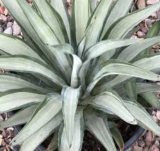 Image result for Agave