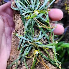 Image result for Taeniophyllum