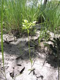 Image result for Habenaria goetzeana