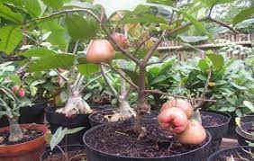Taman inspirasi share video about how to grow plant in the narrow land. Bernas Id Berkebun Di Lahan Sempit Siapa Takut Ini 5 Tipsnya
