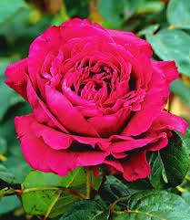Schönheit für ihren garten vom spezialist direkt ins haus geliefert: Parfum Rose Rose Des 4 Vents 1 Pflanze Gunstig Online Kaufen Mein Schoner Garten Pflanzen Rosen Garten