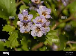 Image result for Hydrophyllaceae