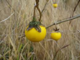 Image result for Solanum campylacanthum 'panduriforme type'