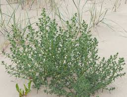 Image result for Salsola kali