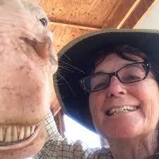 Bulging disc surgery for wirehaired griffon?