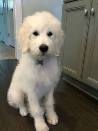 Staff photographer Molly Wald got some great glamour shots of Jeff  yesterday. Wow. Horses are so majestic.... 😂