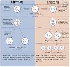 Biologieles Mitose Het Menselijk Lichaam