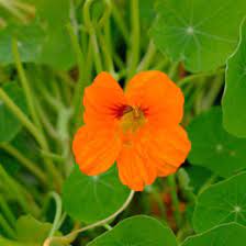 We did not find results for: Buy Your Vegetable Seeds Here Sea Spring Seeds