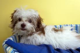 Check spelling or type a new query. Schnoodle Temperament Is This Schnauzer Poodle Mix The Best Dog For You