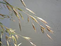 Image result for Bromus leptoclados