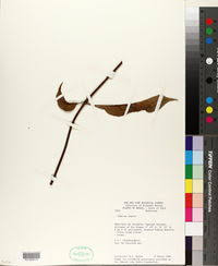 Image result for Sabicea dinklagei