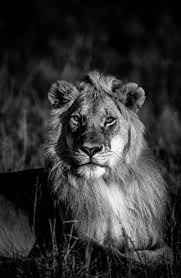 Le Roi Lion Photo Et Tableau Editions Limitees Achat Vente Photos De Lion Photo Noir Et Blanc Photographie De Lion