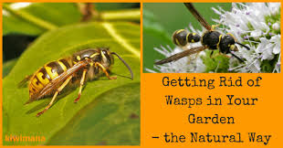 Obviously, this home remedy is only effective on ground dwelling bees, but it is quite hang your fake nests early in the year in numerous locations where bees and wasps like to build their nests. How To Get Rid Of Wasps In Your Garden The Natural Way