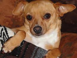 Fertility of the female, size of the female, quality of the male's semen, diet, current health, etc. Chihuahuas Care And Maintenance Of The Smallest Dog Breed Pethelpful By Fellow Animal Lovers And Experts