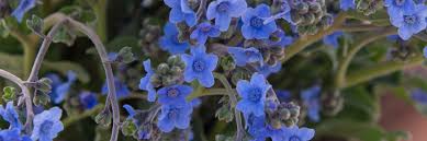 Image result for Cynoglossum