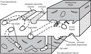 fossil preservation an overview sciencedirect topics