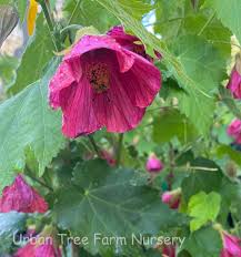 Image result for Abutilon