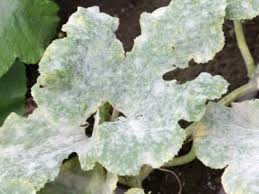 Baking soda, which is very useful in killing the fungi infections, clears the white mold on leaves. How To Treat Powdery Mildew On Plants