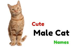 An extremely crazy name for your cat. 500 Male Cat Names Which Are Most Popular