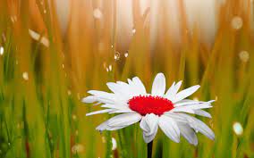 Parents, you can easily block access to this site. Beautiful Flowers Wallpaper Free Download New Whatsapp Dp Hd 2560x1600 Download Hd Wallpaper Wallpapertip