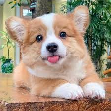 Check spelling or type a new query. Pure Breed Corgi Puppies For Sale Flakeads