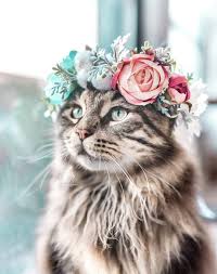 70 Tumblr Cute Animals Beautiful Cats Cute Cats