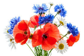 We did not find results for: Bouquet De Fleurs Sauvages Coquelicots Marguerites Bleuets Sur Fond Blanc Tourne En Studio Banque D Images Et Photos Libres De Droits Image 27340243