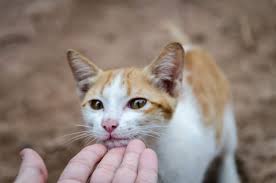 We did not find results for: Ini Dia Daftar Penyakit Yang Dibawa Kucing Honestdocs